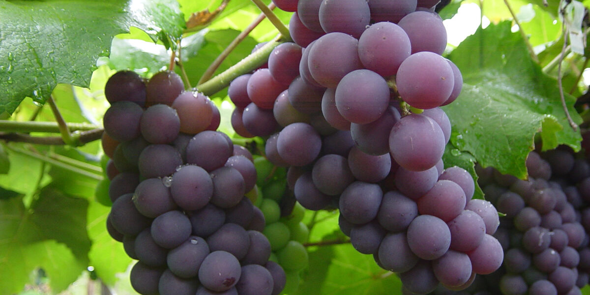 uvas moradas