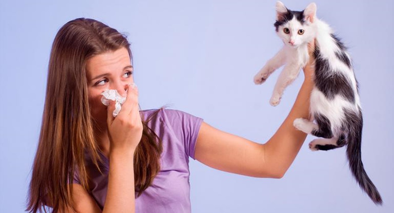 <strong>Alergia a los gatos puede tener los días contados</strong>