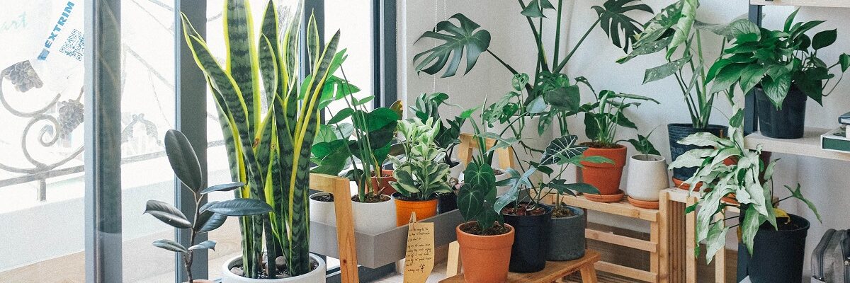Descubre 7 beneficios de utilizar plantas naturales en la decoración