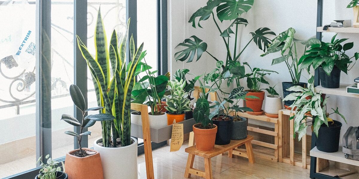 Descubre 7 beneficios de utilizar plantas naturales en la decoración